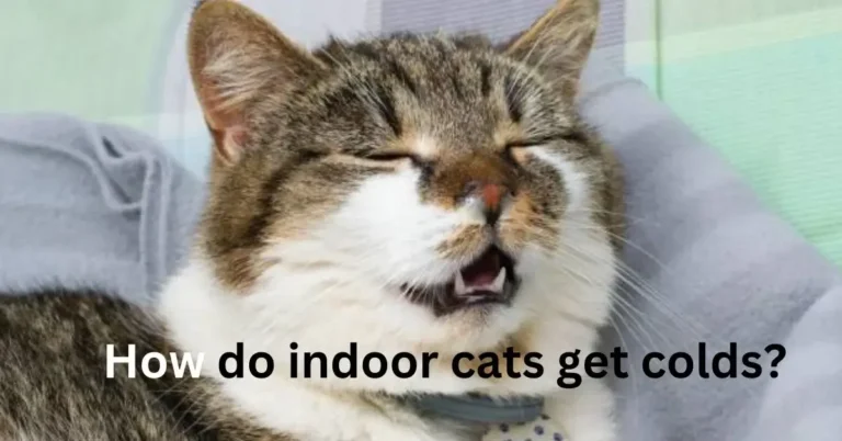 How Do Indoor Cats Get Colds? Safety & Symptoms Of Cold