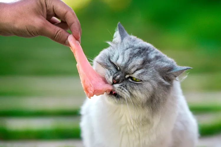 cats eat raw chicken