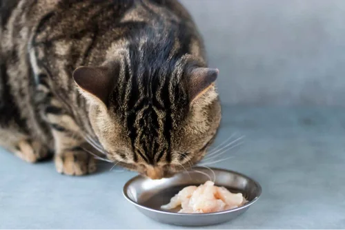 Can Cats Eat Raw Chicken? Benefits, Risks And Safety