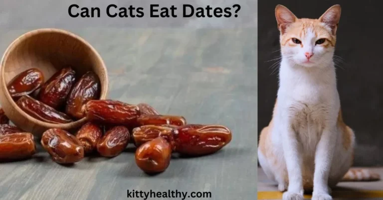 Can Cats Eat Dates? Its Benefits, Risks And Alternatives 