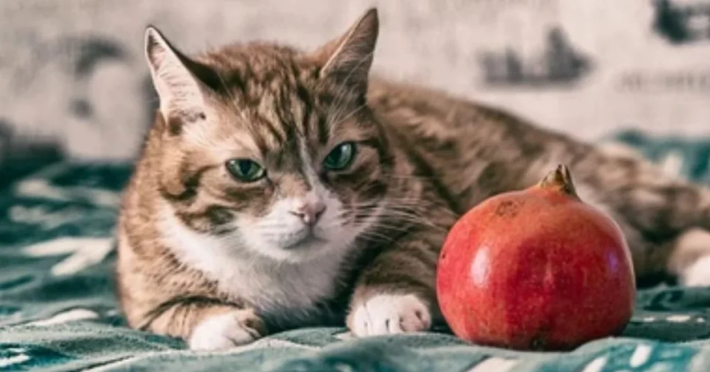 Cat with pomegranate 