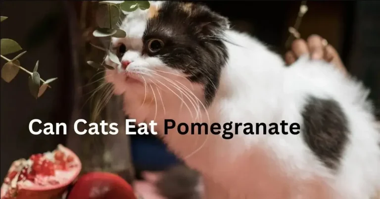 Can Cats Eat Pomegranate? And Its Potential Health Implications 