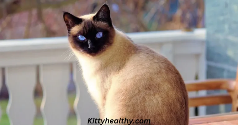 Siamese Cat: History, Appearance,Types, Lifespan, Price