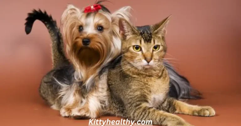 Are Yorkies Good With Cats? Pros & Cons Of Having Them Along