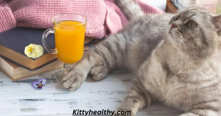 Can Cats Drink Orange Juice? Effects & Alternatives Of Juice