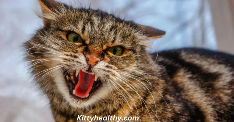 Why Do Cats Hiss? What Does It Mean & How To Stop Hissing?