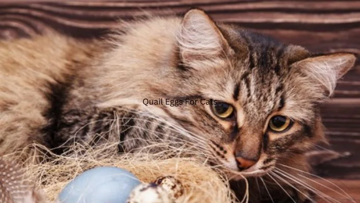 cat eating Quail Eggs