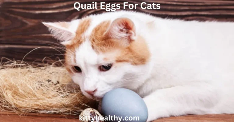 Quail Eggs For Cats: Its Benefits and Nutritional Value 