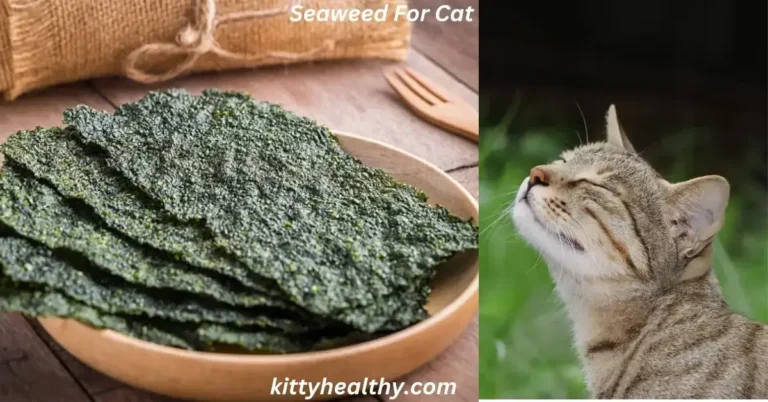 Can Cats Eat Seaweed? Its Benefits And Side Effects