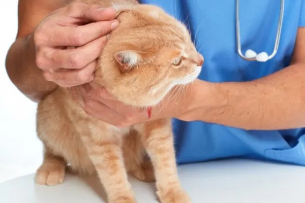 Cats Ears Are Hot: Concerns, Causes & When To Reach Out Vet