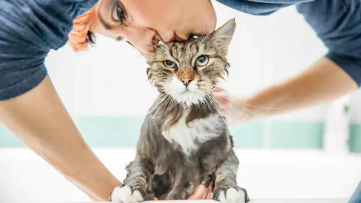 How Often To Bathe A Cat?