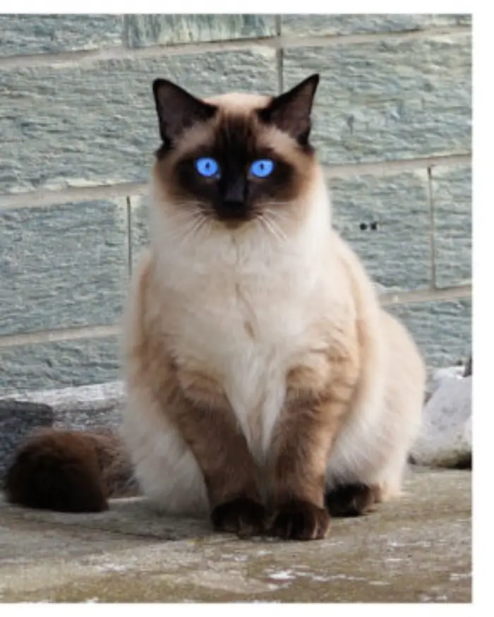 Siamese Cats Personality