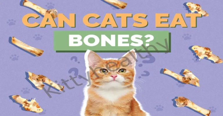 Can Cats Eat Chicken Bones? Benefits, Risks & Types Of Bones