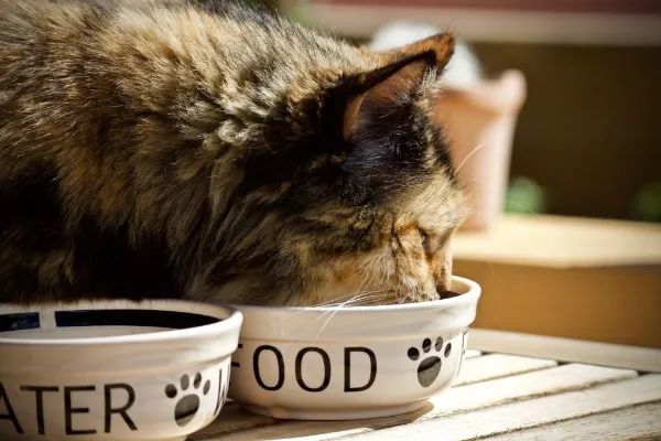 How do you choose best cat food for IBD?