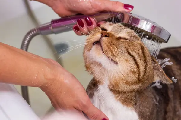 Benefits of Bathing a Cat