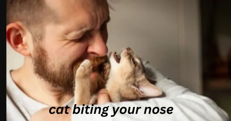 Why Does My Cat Bite My Nose? Its Reasons And Solutions