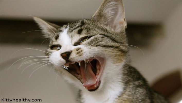 Savannah Cat Teeth