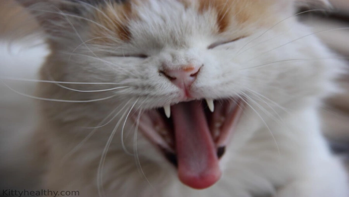 Savannah Cat Teeth