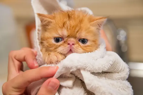 Risks of Bathing a Cat