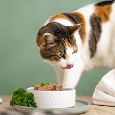 Best Cat Food For IBD