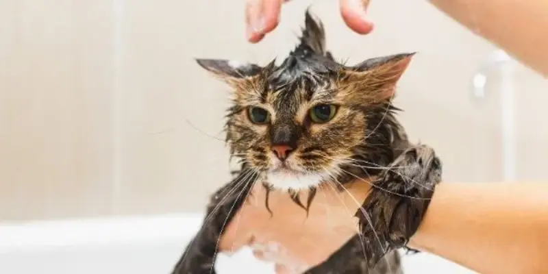 Factors that Determine How Often to Bathe a Cat