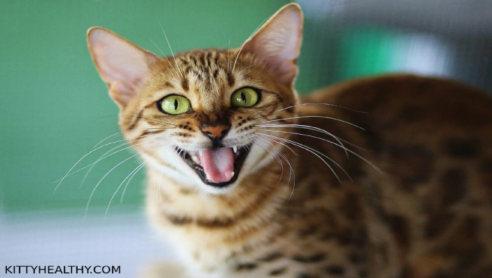 Savannah Cat Teeth