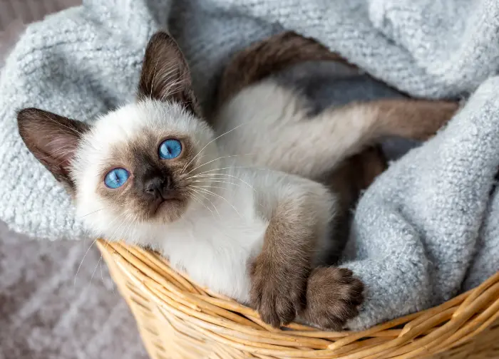 Siamese cats lifespan