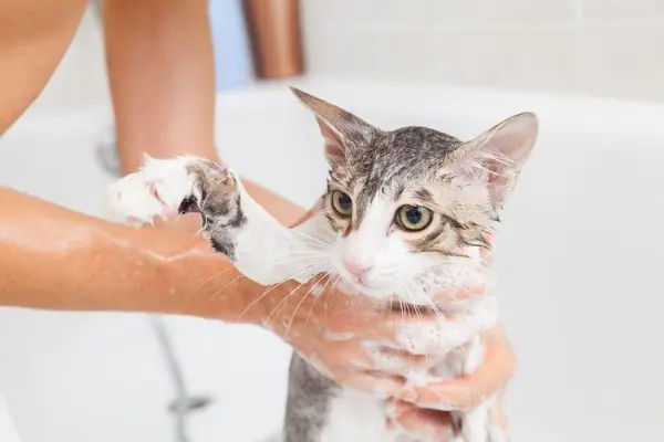 Tips To Bath a Cat