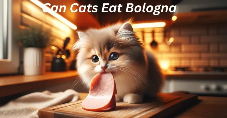 Can Cats Eat Bologna? Its Benefits, Risks And Alternatives