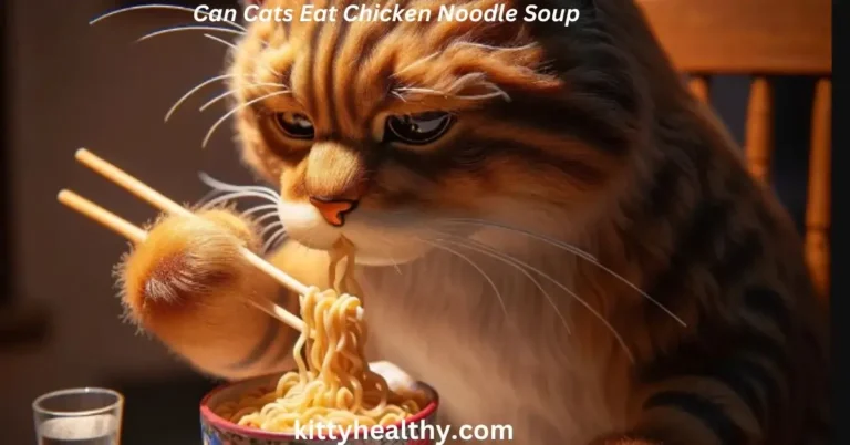 Can Cats Eat Chicken Noodle Soup? How to Ensure Its Safety?