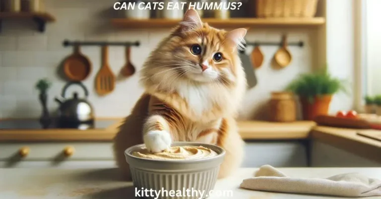 Can Cats Eat Hummus? it’s Best To Avoid, But Why?