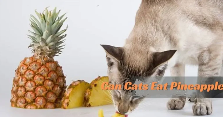 Can Cats Eat Pineapple? Its Pros, Cons &  Nutritional Value