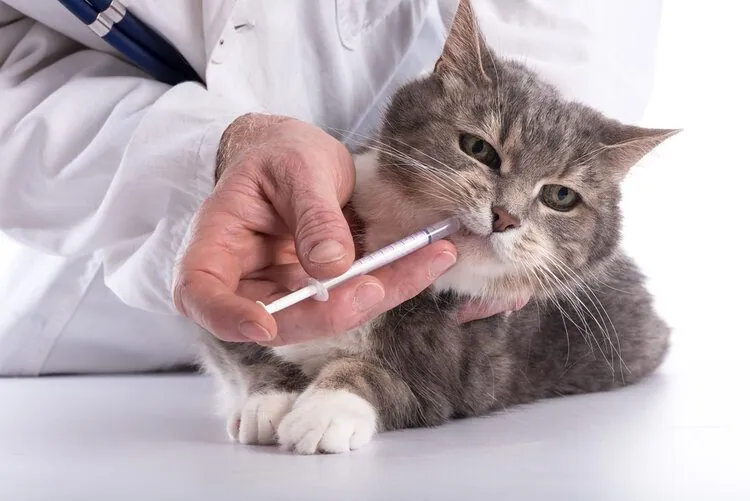 Diabetes In Cats Without Insulin
