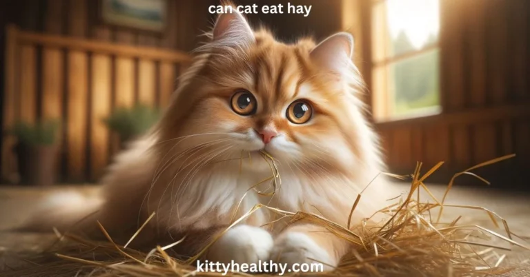 Can Cats Eat Hay? Reasons Of Attraction & How To Prevent