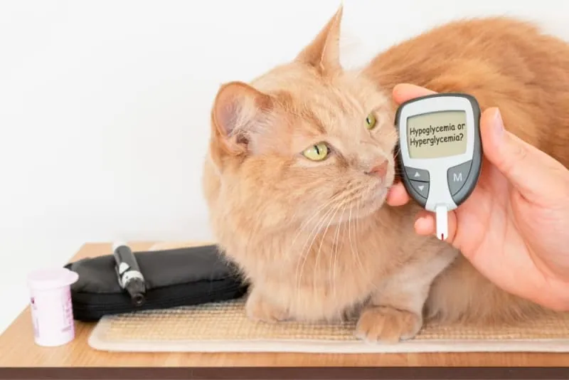 symptoms of diabetes in cats