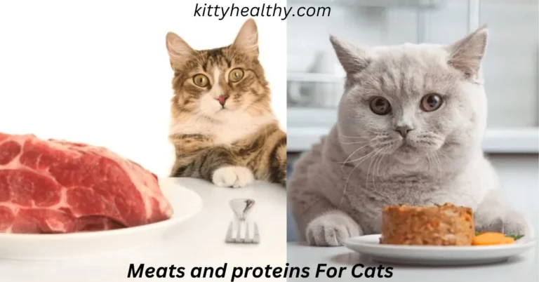 Meats and proteins For Cats & How Much They Need It?