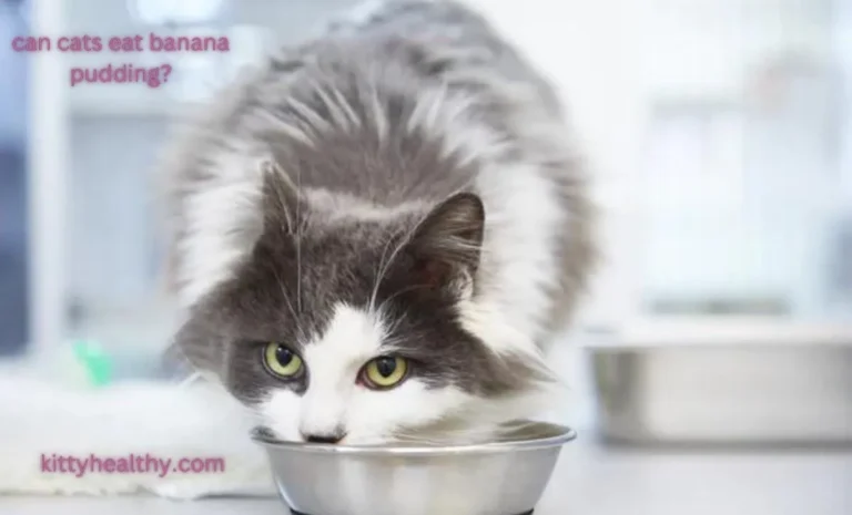 Can Cats Eat Banana Pudding? Why It Is Harmful For Cats?