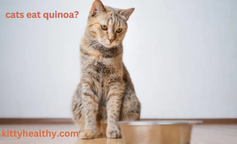 Can Cats Eat Quinoa? Benefits And Feeding Consideration