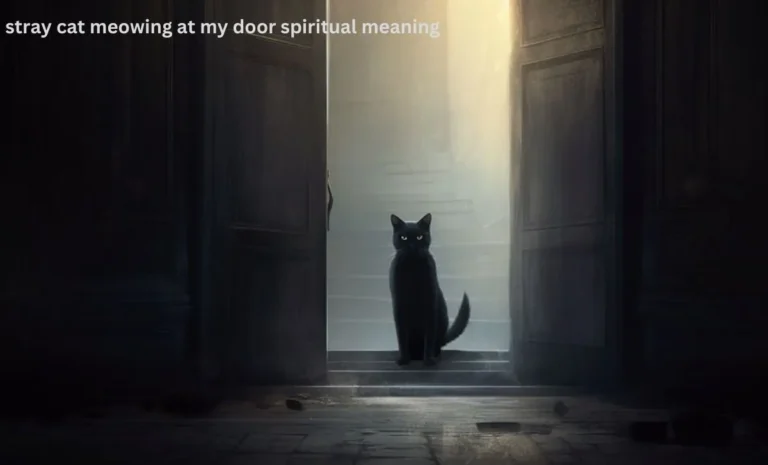 Stray Cat Meowing At My Door Spiritual Meaning