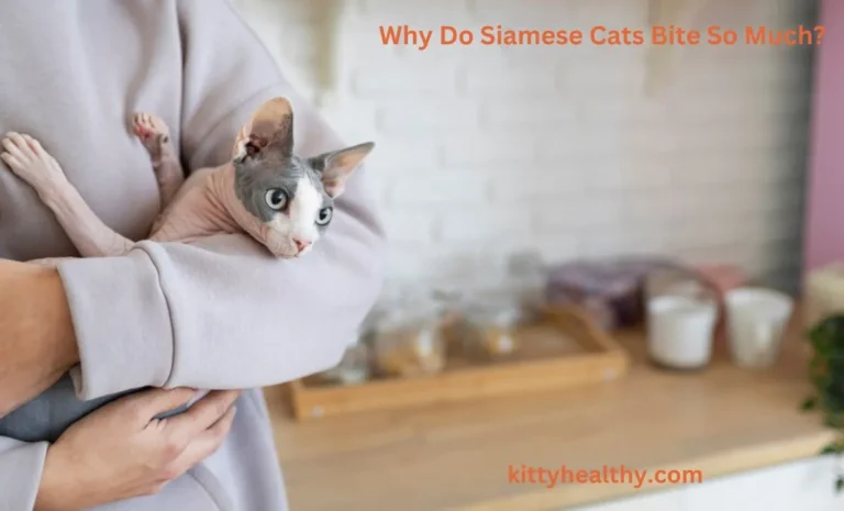 Why Do Siamese Cats Bite So Much? Let’s Explore The Answer